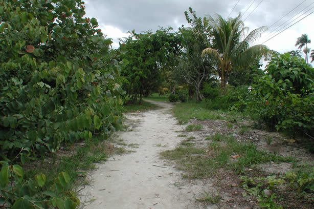 A Photo Walk along Negril's Famous Seven Mile Beach - Negril Travel Guide, Negril Jamaica WI - http://www.negriltravelguide.com - info@negriltravelguide.com...!